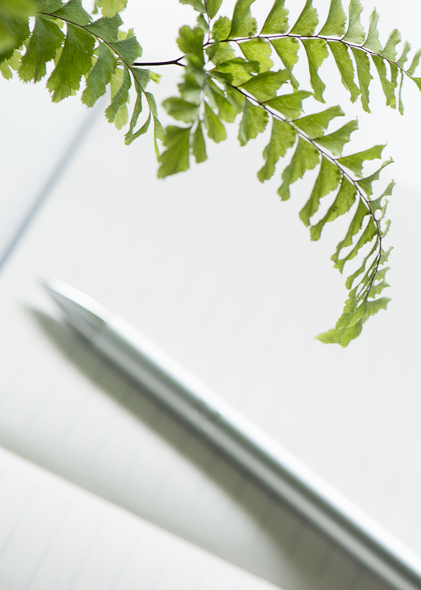 Fern plant, notebook and pen displayed on white table ready for a coaching session